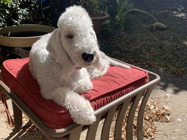 On his chair