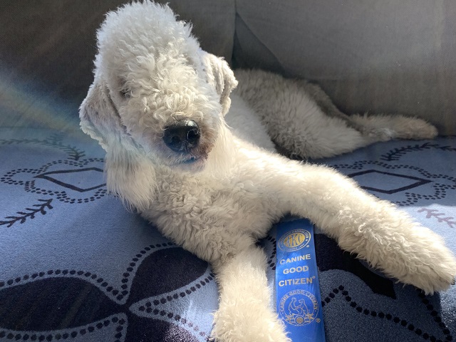With his ribbon